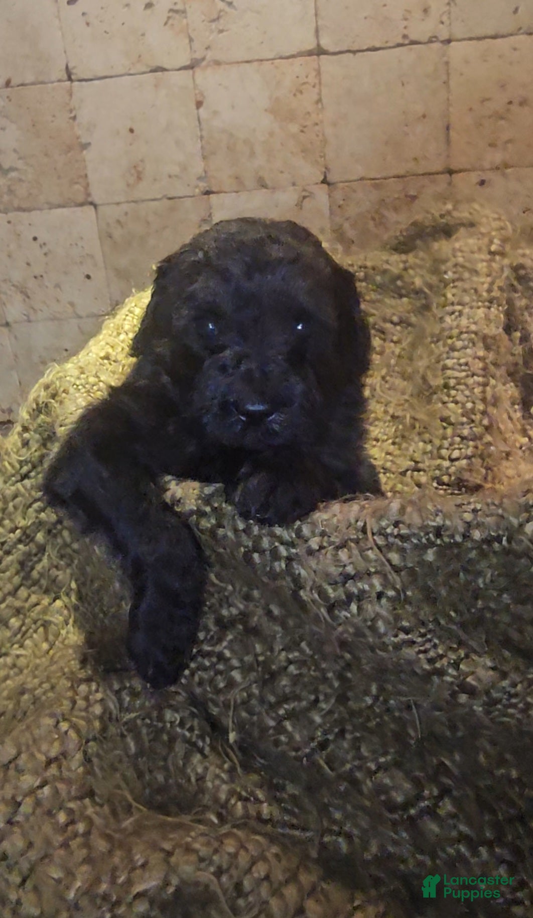 Goldendoodle dogs Gunner Goldendoodle Puppy 5 - Ad 6