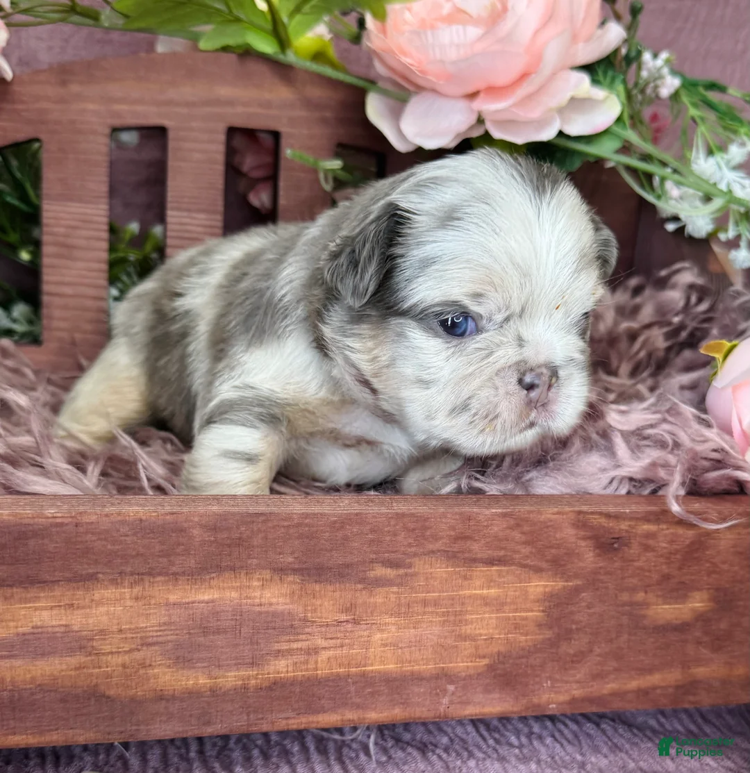 French Bulldog dogs for sale: Mrs. Butterscotch - Ad 1