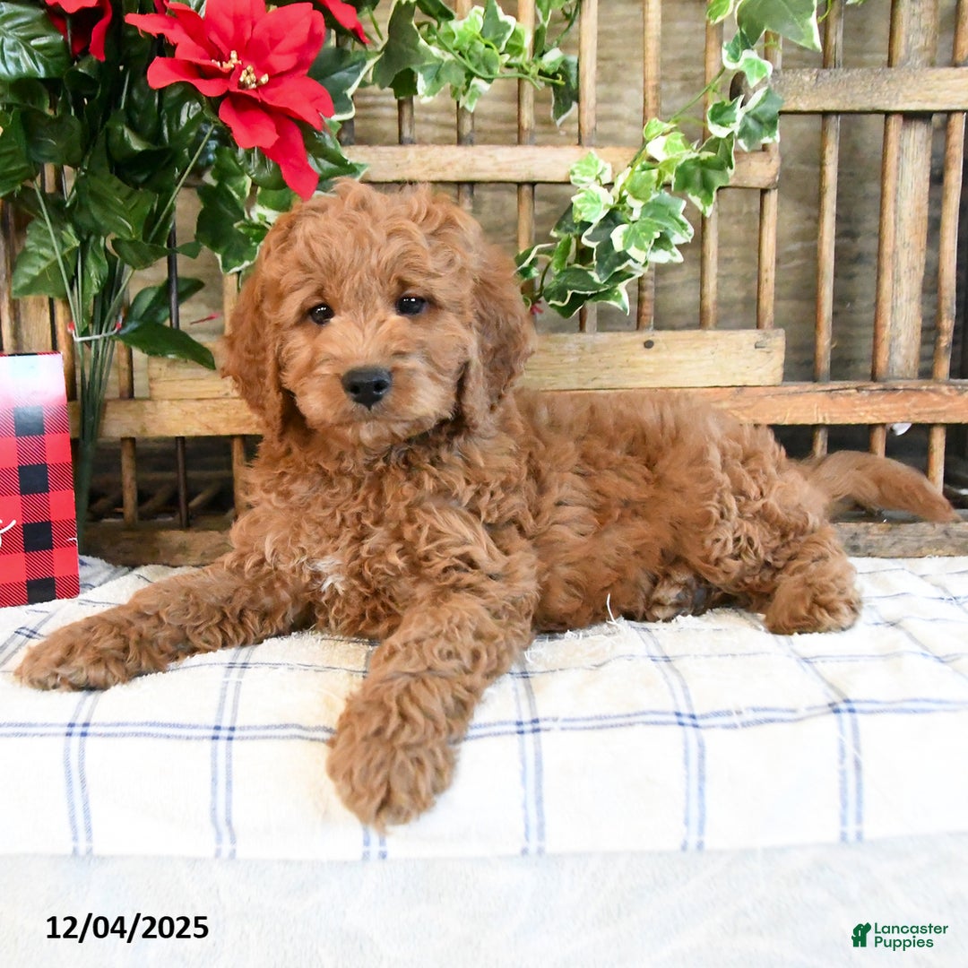 Mini Goldendoodle dogs for sale: Kody  - Ad 2