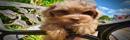 Havapoo dogs for sale: Kiwi - Ad 4