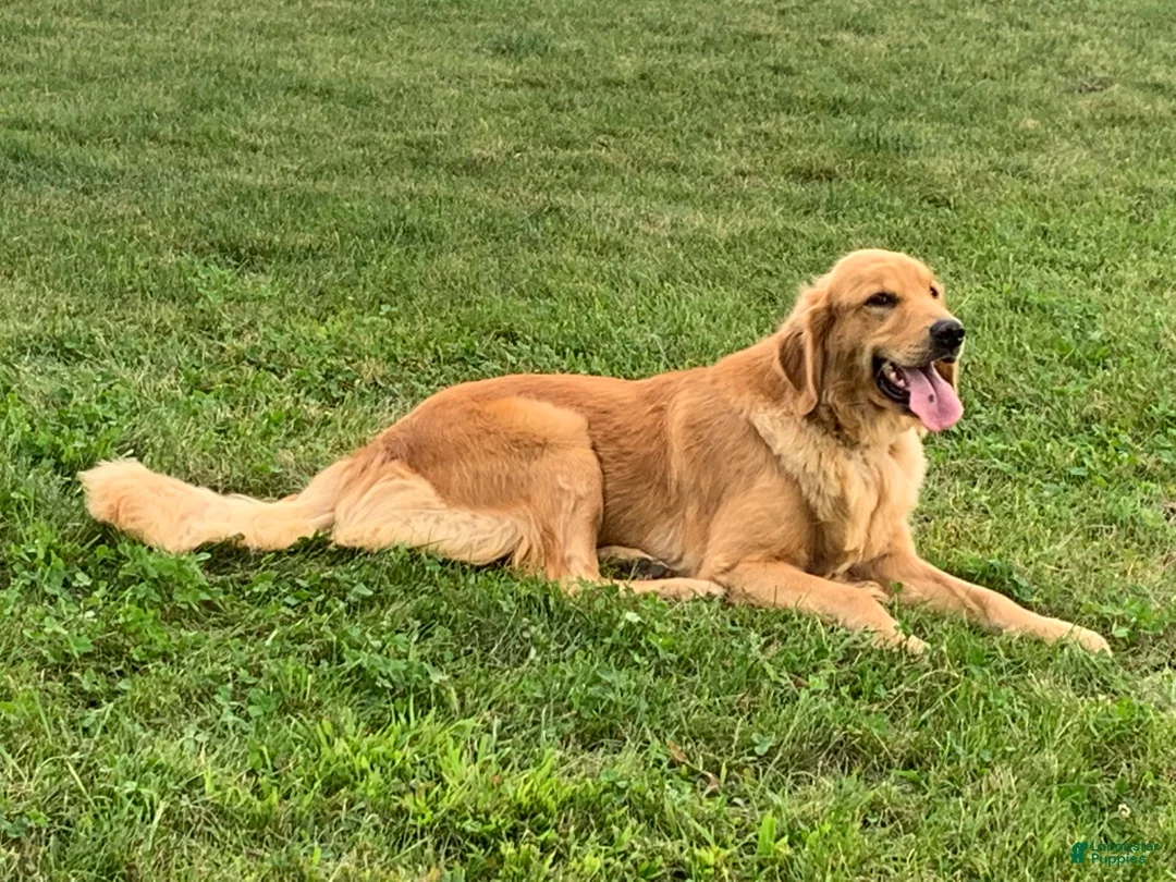 Golden Retriever dogs for sale: Duke - Ad 13