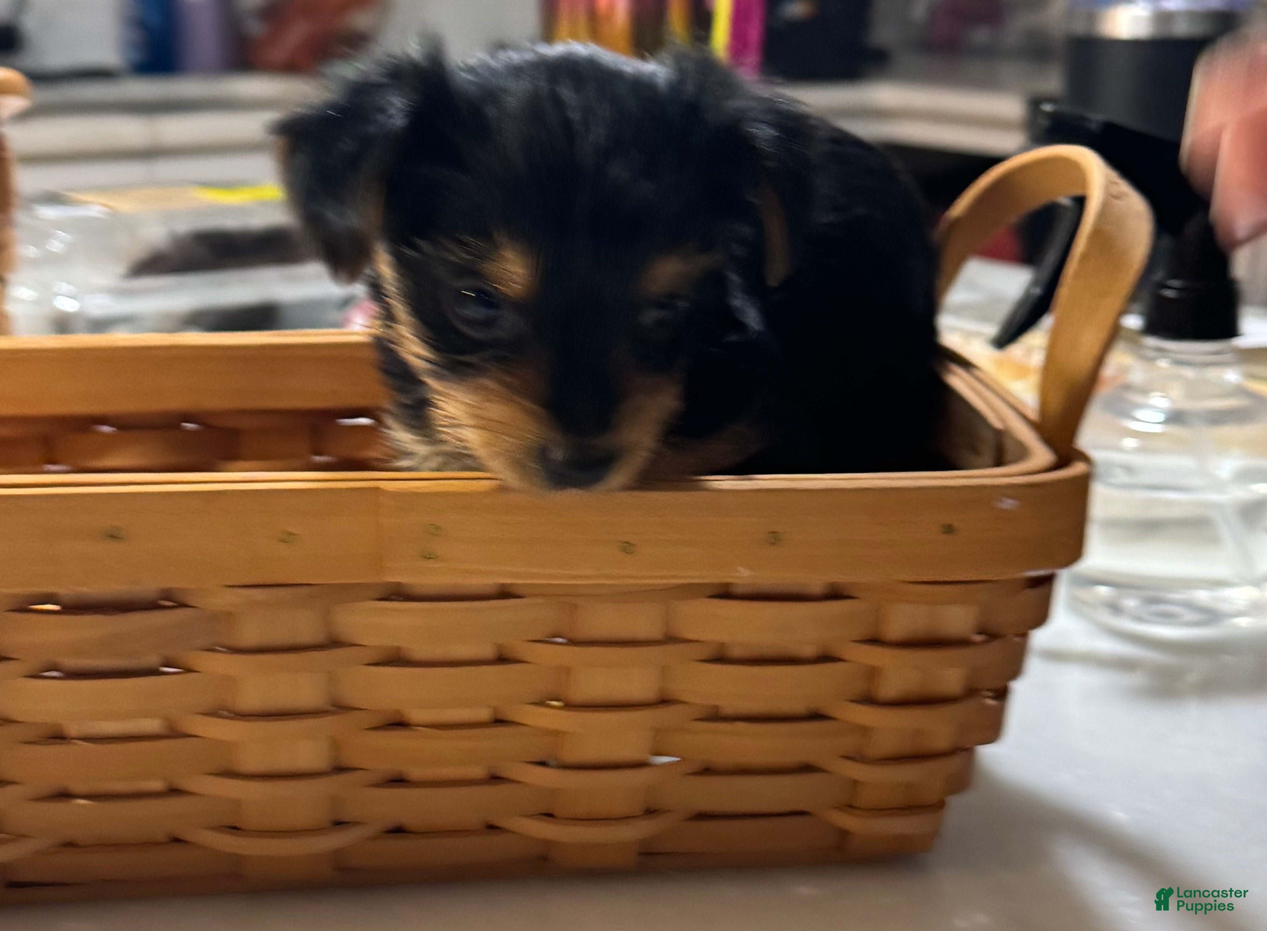 Yorkshire Terrier dogs Yorkshire Terrier 2 - Ad 2