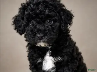 Mini Goldendoodle dogs Wyatt - Ad 4