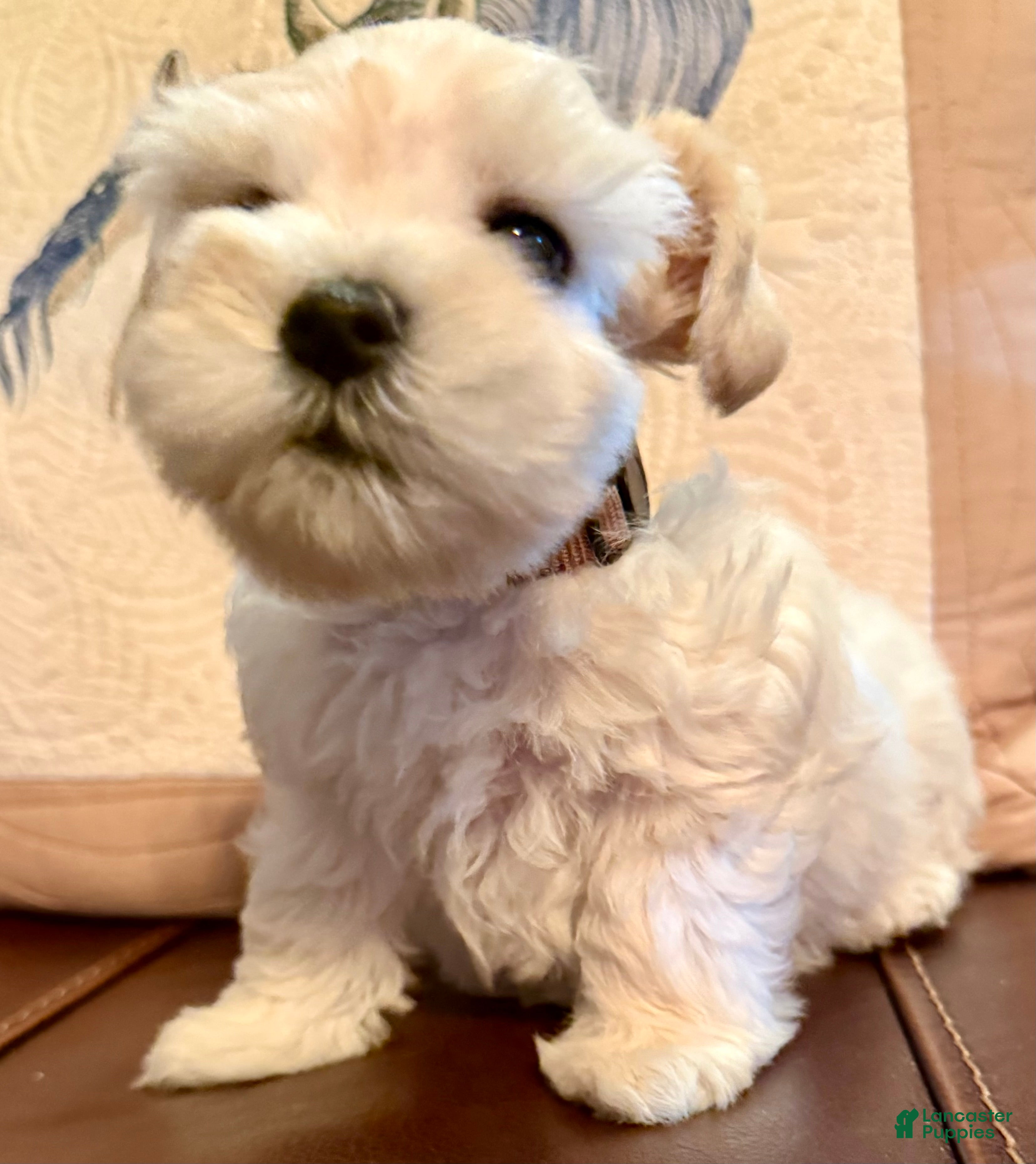 Miniature Schnauzer dogs Revere - Ad 20