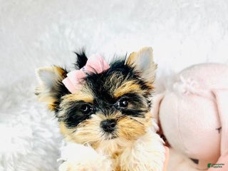 Yorkshire Terrier dogs - Ad 40