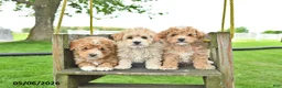 Mixed Breed dogs for sale: Rover - Ad 5