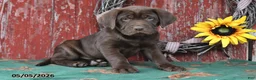 Labrador Retriever dogs for sale: Duke - Ad 4