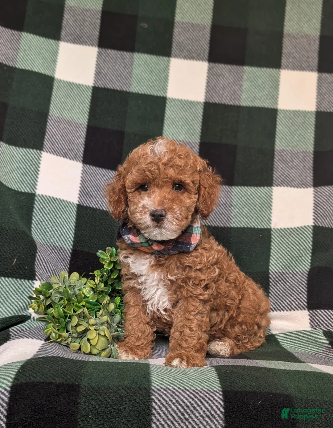 Miniature Poodle dogs for sale: Whelan 11 lbs Full Grown - Ad 1