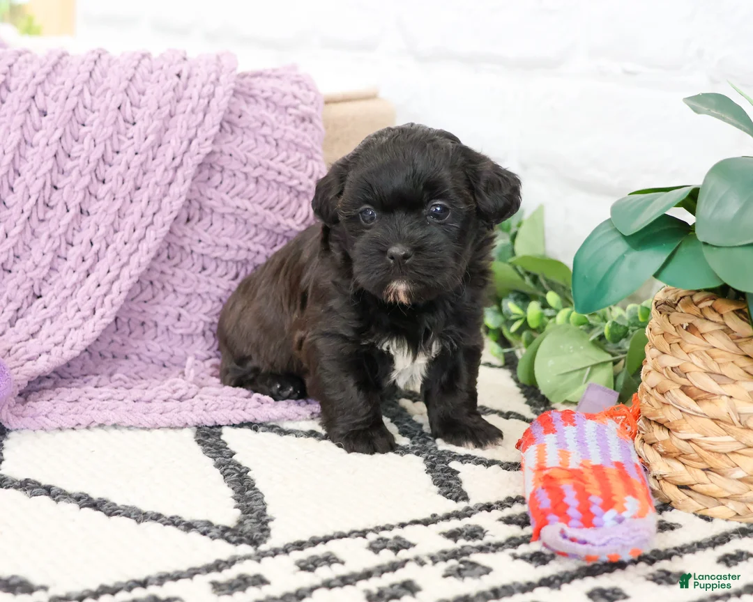 Shihpoo dogs for sale: Hermione - Ad 2