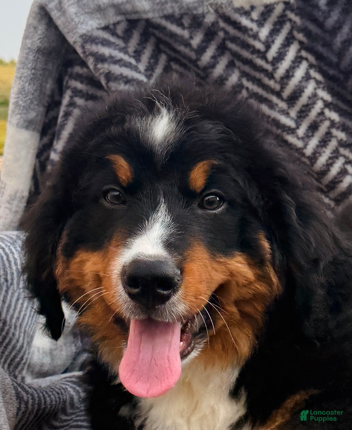 Bernese Mountain Dog dogs Ryder - Ad 2