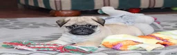 Pug dogs for sale: Alan - Ad 2