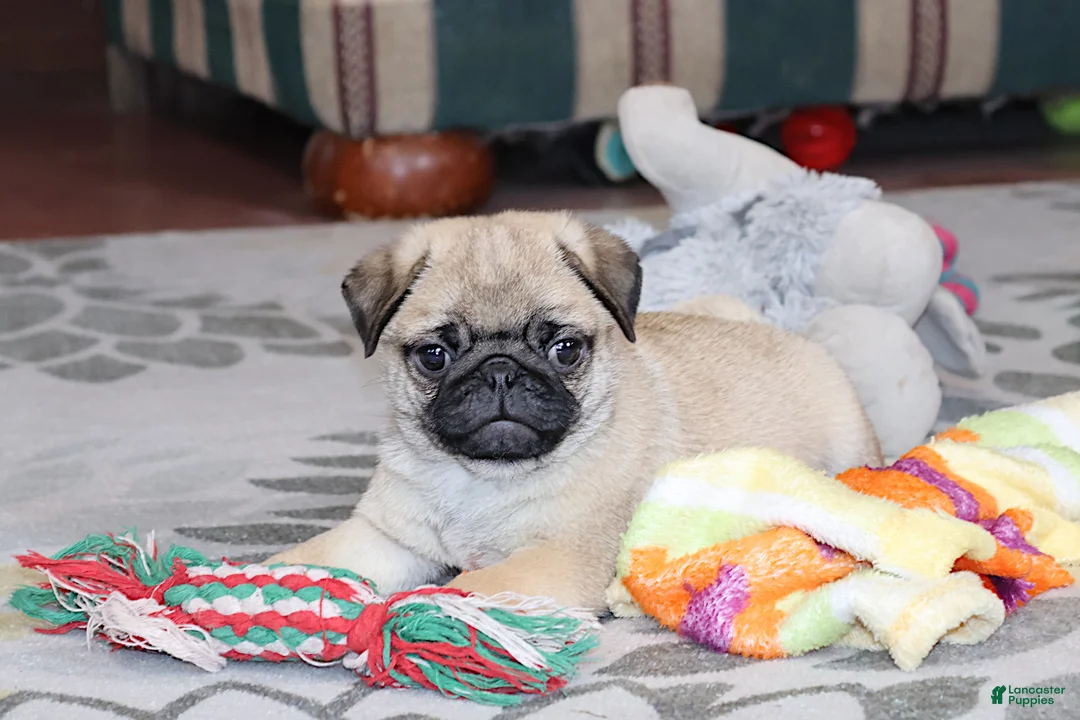 Pug dogs for sale: Alan - Ad 2