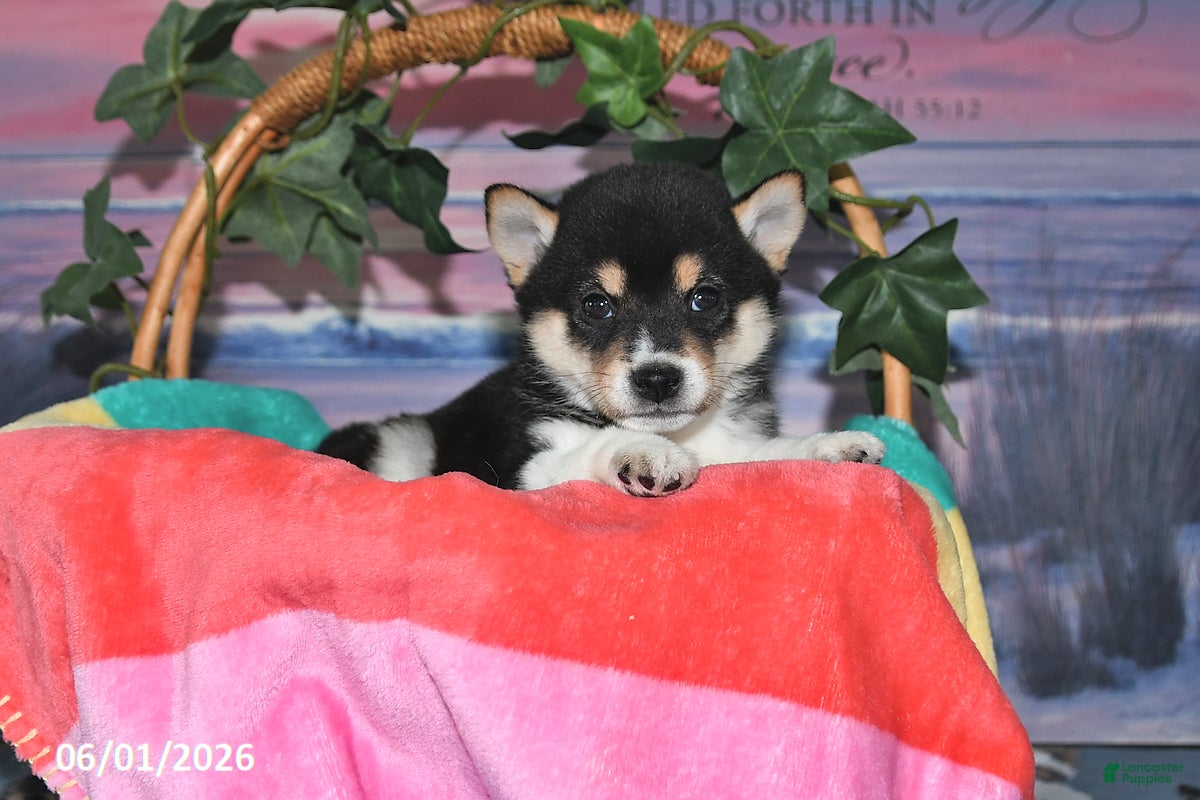 Shiba Inu dogs Lee - Ad 2