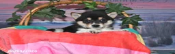 Shiba Inu dogs for sale: Lee - Ad 2