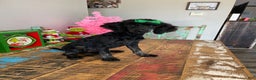 Miniature Poodle dogs for sale: Akc Clear Black Phantom Ellie - Ad 3