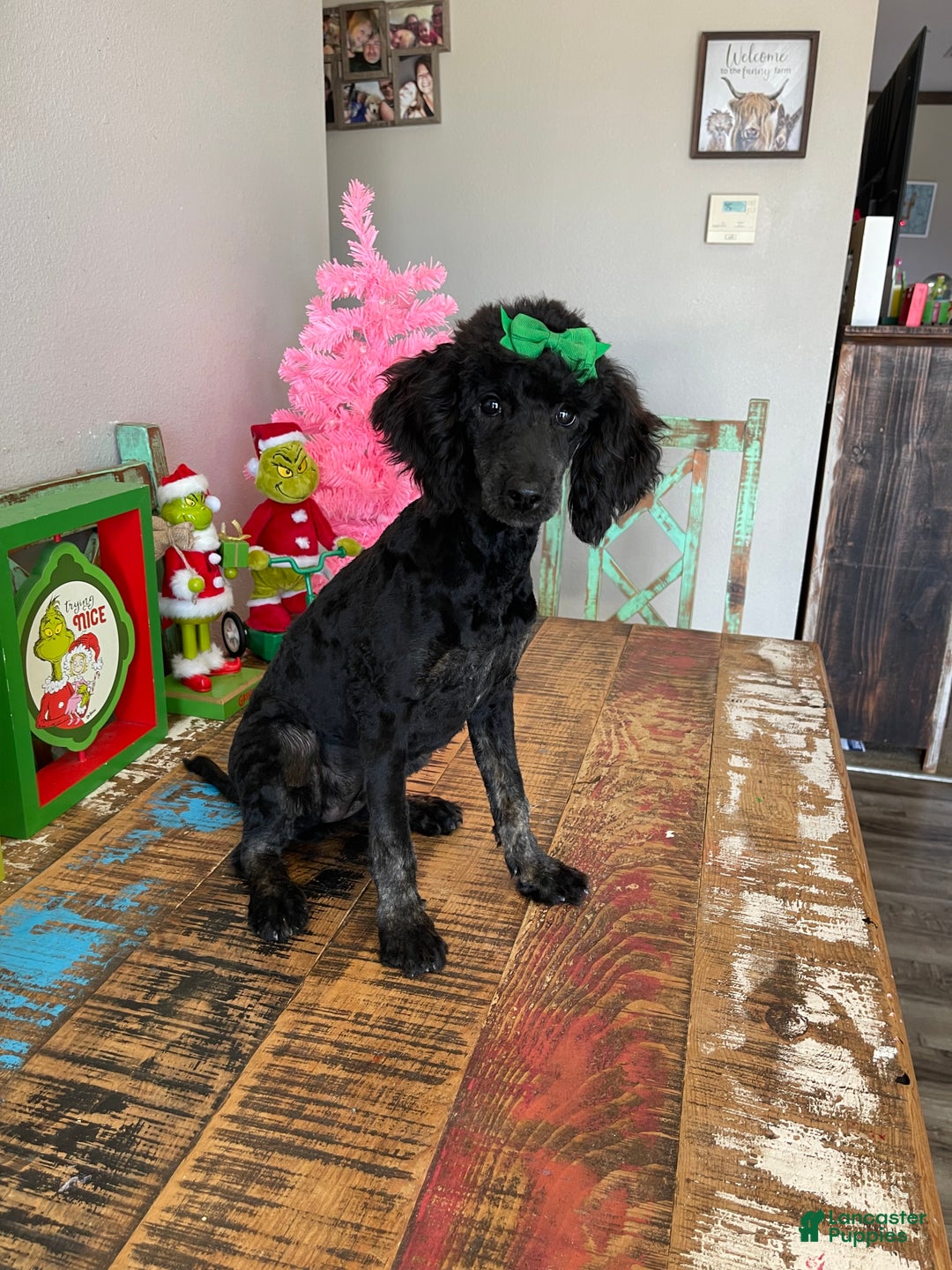 Miniature Poodle dogs for sale: Akc Clear Black Phantom Ellie - Ad 3