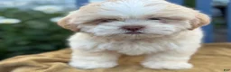 Shih Tzu dogs for sale: Hank - Ad 8