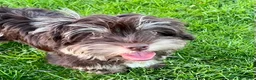 Havanese dogs for sale: Dash - Ad 6