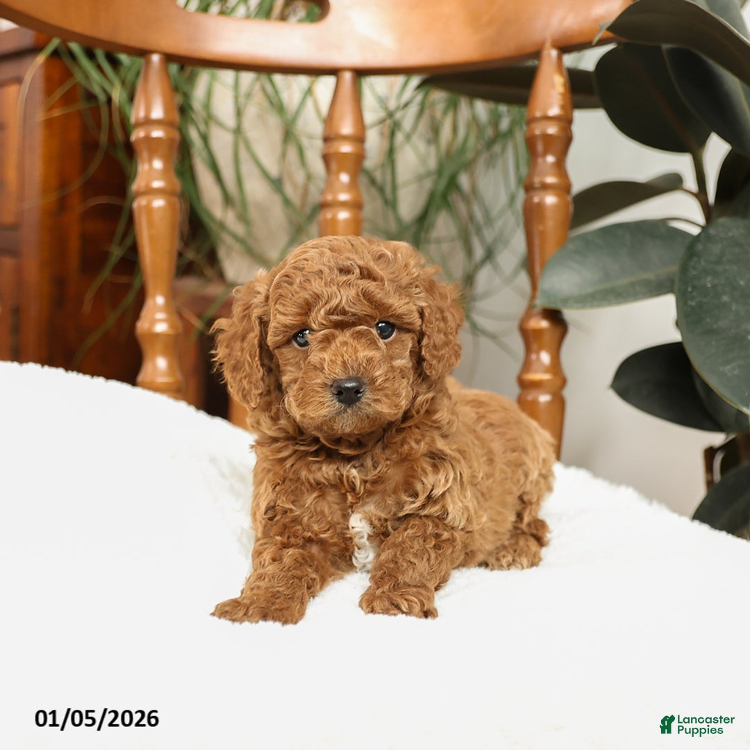 Mini Goldendoodle dogs for sale: Bruce - Ad 2