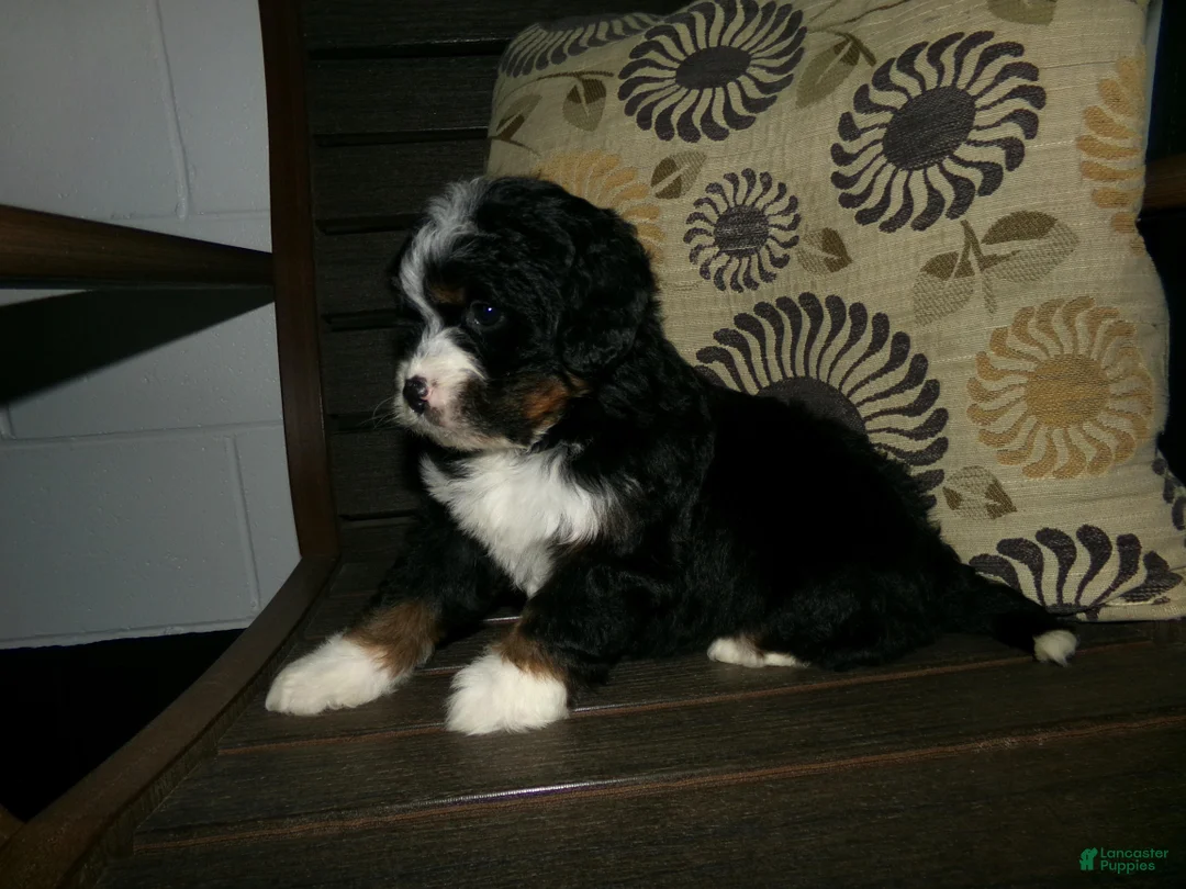 Mini Bernedoodle dogs for sale: Ashley - Ad 1