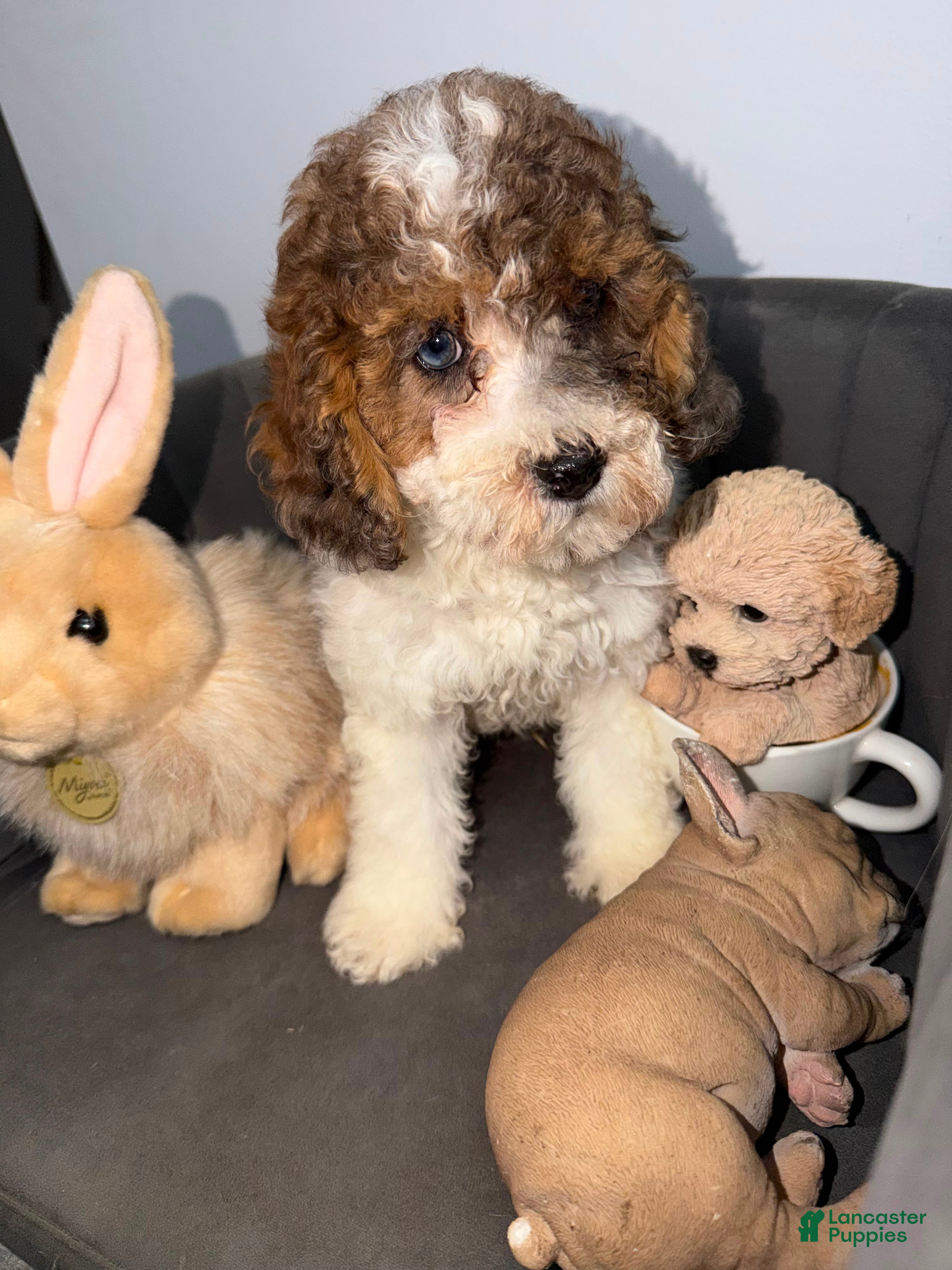 Toy Poodle dogs Toy Poodle bruno - Ad 2