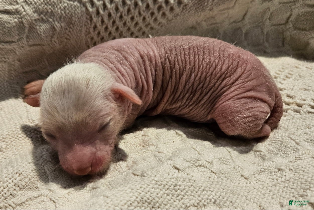 Mixed Breed dogs for sale: Goose 🪿  - Ad 2