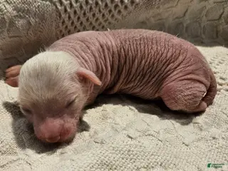 Mixed Breed dogs Goose 🪿 - Ad 6