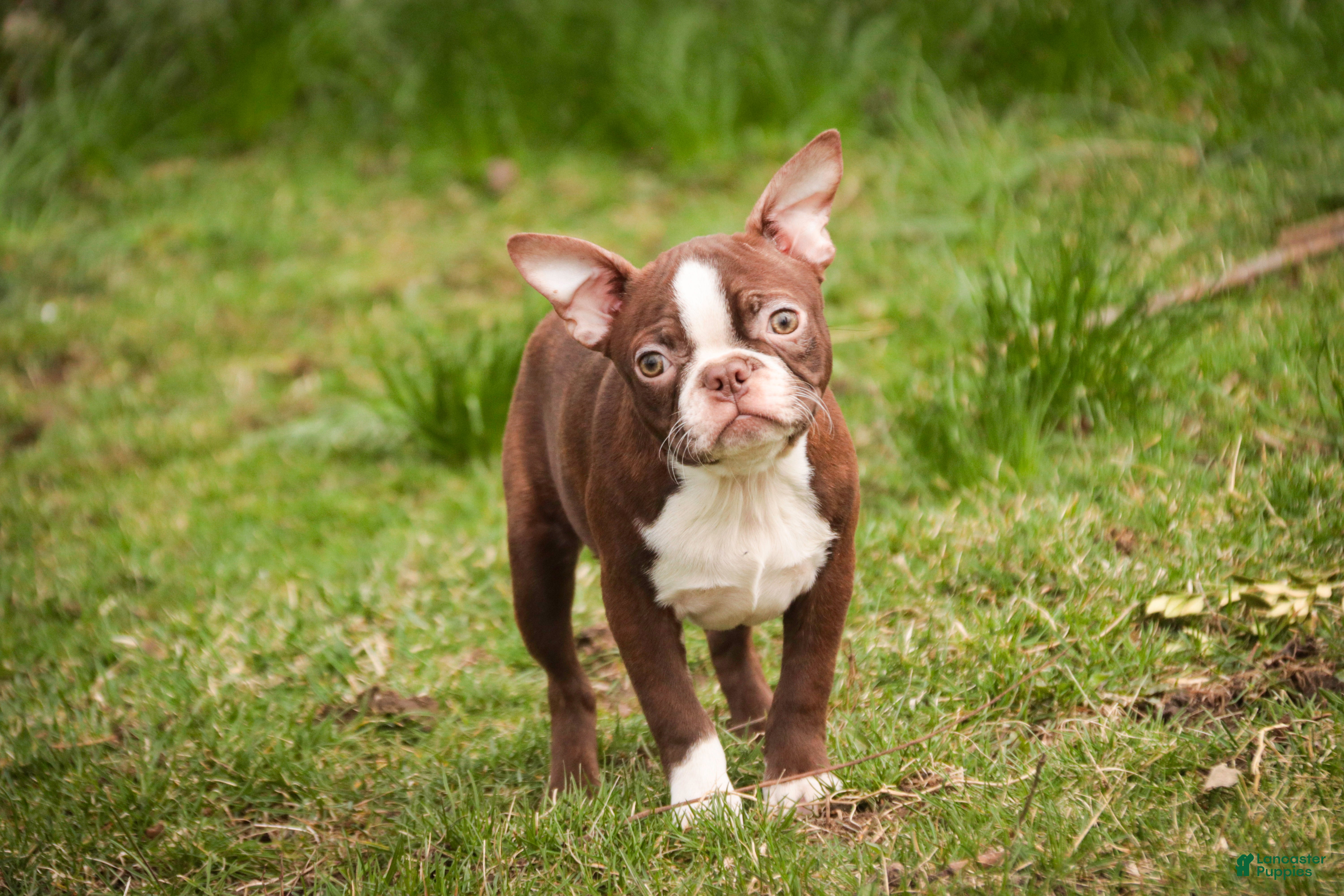 Boston Terrier dogs Katie - Ad 2