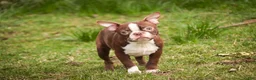 Boston Terrier dogs for sale: Katie - Ad 2