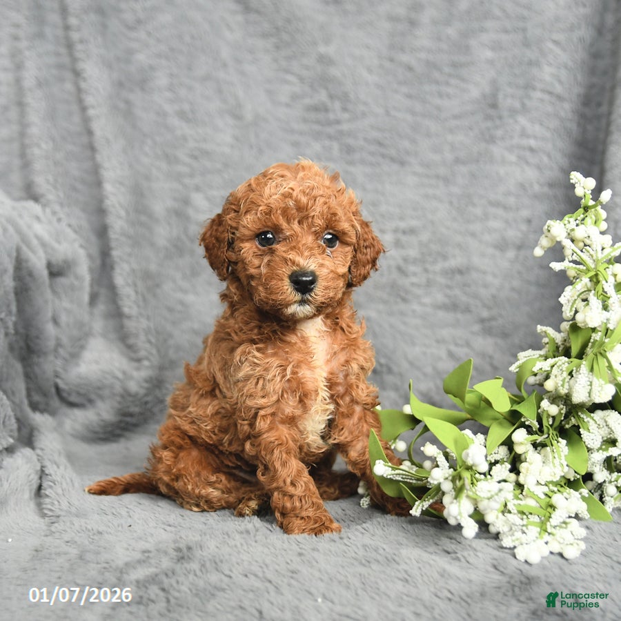 Mini Goldendoodle dogs Princess - Ad 29