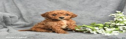 Mini Goldendoodle dogs for sale: Princess - Ad 1