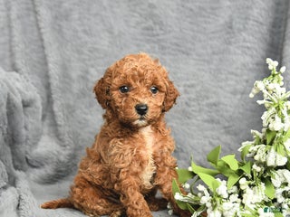 Mini Goldendoodle dogs Princess - Ad 29