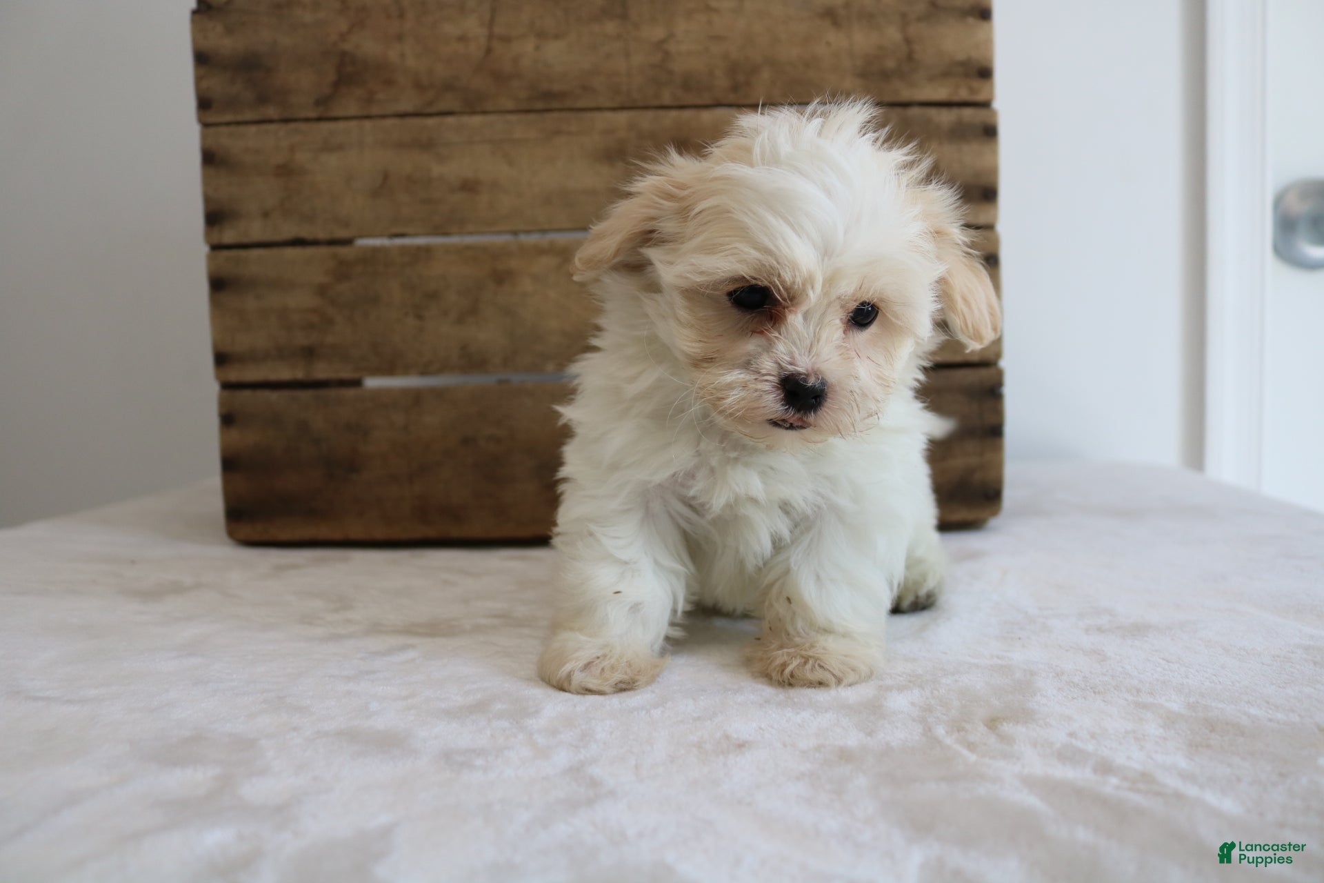 Maltipoo dogs Kassie - Ad 41
