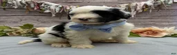 Portuguese Water Dog dogs for sale: Felix - Ad 9
