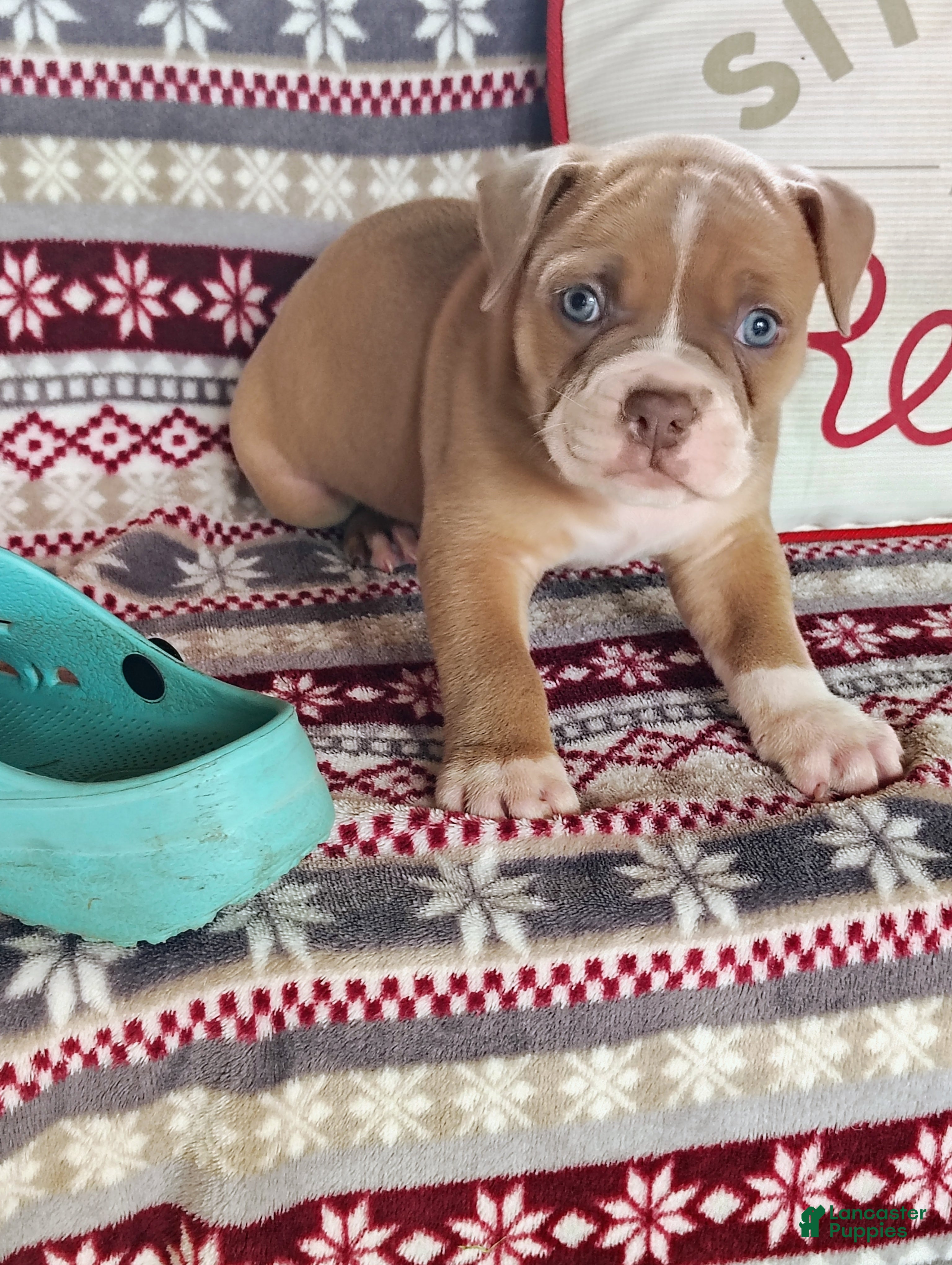 Olde English Bulldogge dogs Cooper - Ad 2