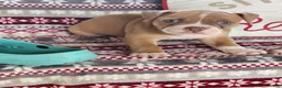 Olde English Bulldogge dogs for sale: Cooper - Ad 1