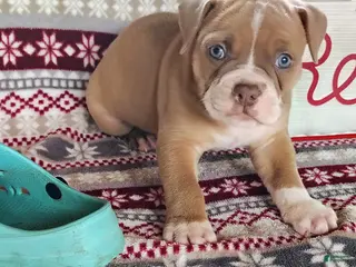 Olde English Bulldogge dogs Cooper - Ad 24