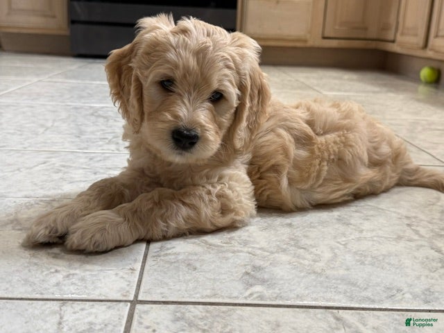 Goldendoodle dogs for sale: Esther - Ad 3