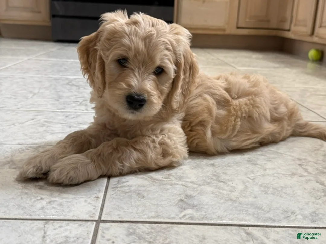 Goldendoodle dogs for sale: Esther - Ad 1