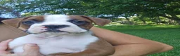 Boxer dogs for sale: Boxer 1 - Ad 5