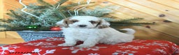 Mini Goldendoodle dogs for sale: Sully - Ad 1