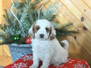 Mini Goldendoodle dogs Sully - Ad 26