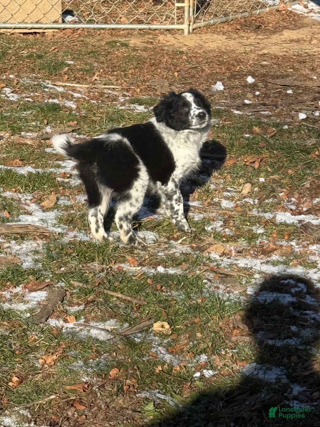 Mixed Breed dogs for sale: Mixed Breed Puppy 1 - Ad 3