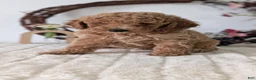 Miniature Poodle dogs for sale: Shiloh - Ad 10