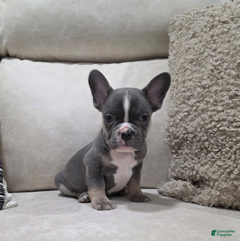 French Bulldog dogs Frankie - Ad 9