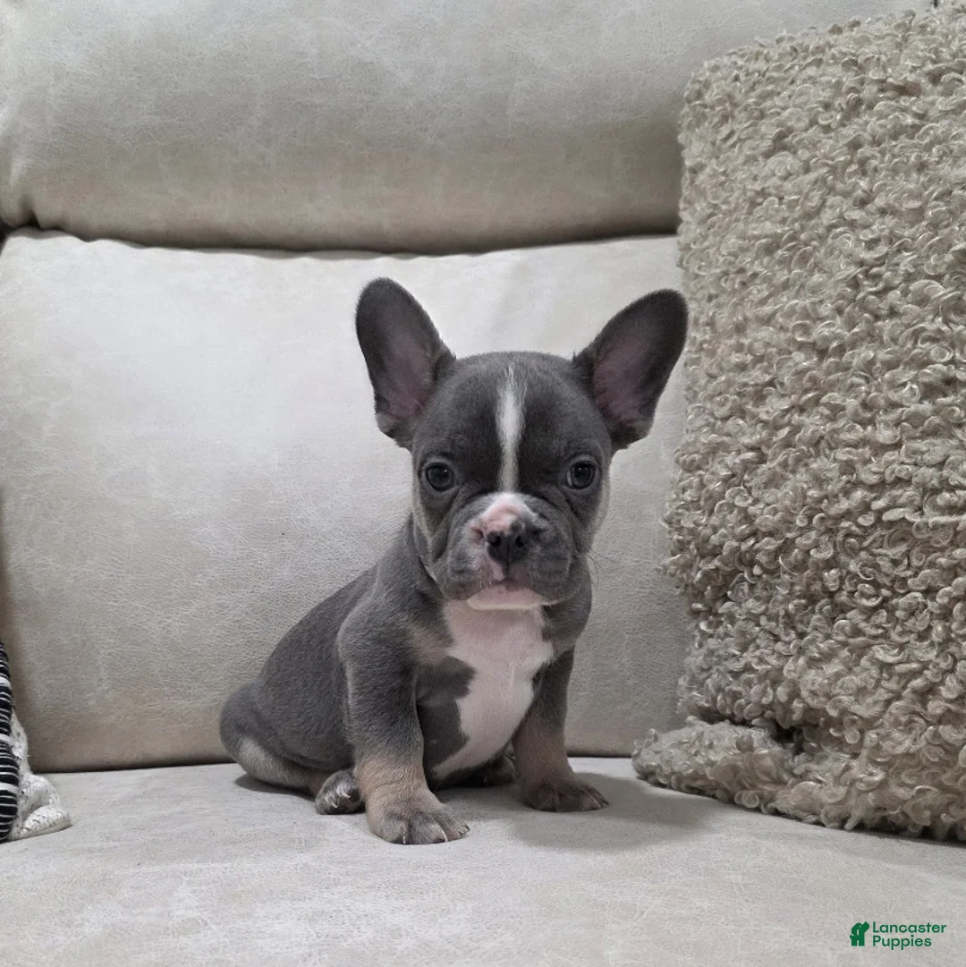 French Bulldog dogs for sale: Frankie - Ad 1