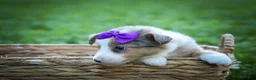 Mixed Breed dogs for sale: Gloria🩷  - Ad 13
