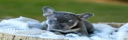 French Bulldog dogs for sale: Casper - Blue & Tan - Ad 6