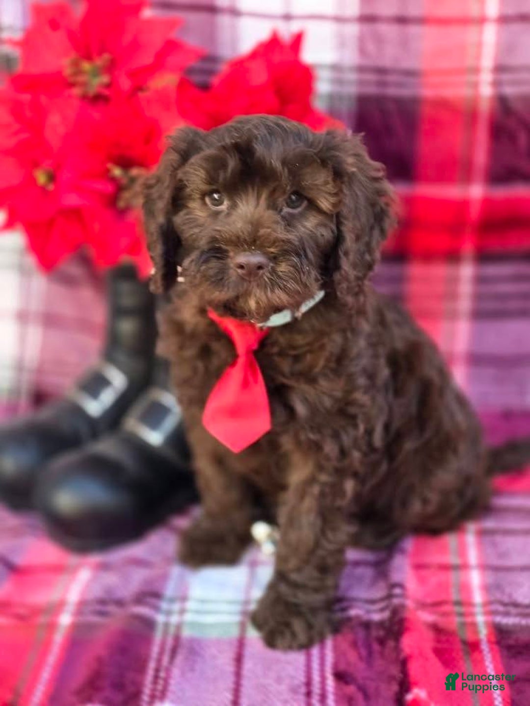 Mixed Breed dogs for sale: Holden - Ad 1