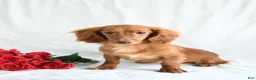 Miniature Dachshund dogs for sale: Sailor - Ad 6